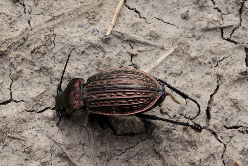 Carabus ulrichii - rezes futrinka Carabus ulrichii - rezes futrinka