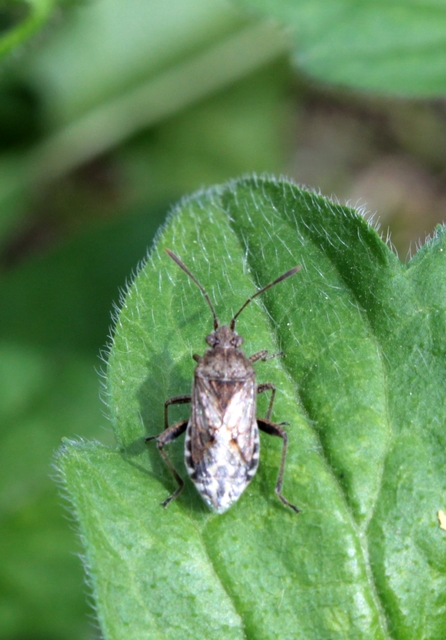 Rhopalidae - üvegpoloskák
