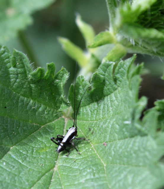 Pholidoptera fallax - galléros avarszöcske