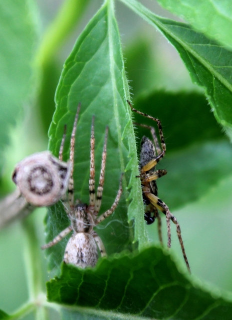 Anyphaena accentuata - jegyespók