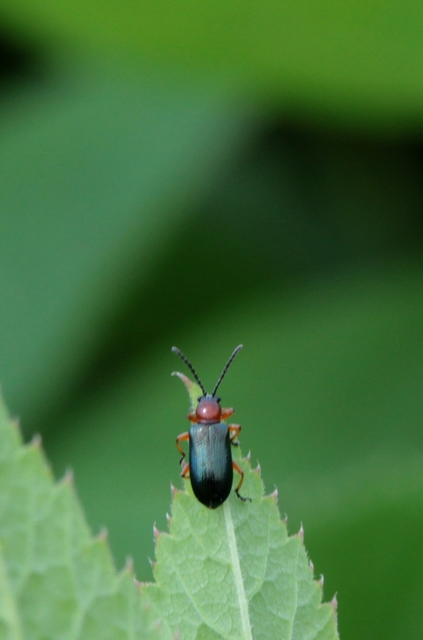 Oulema melanopus/duftschmidi