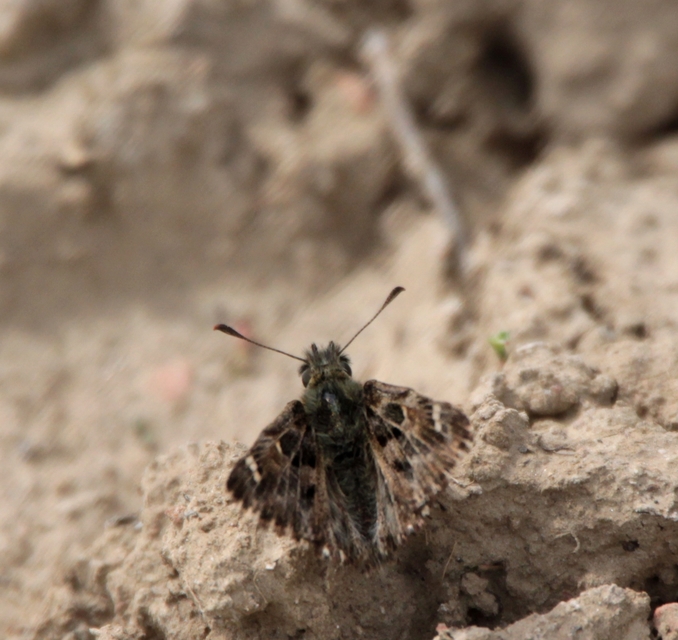 Carcharodus alceae - mályva-busalepke