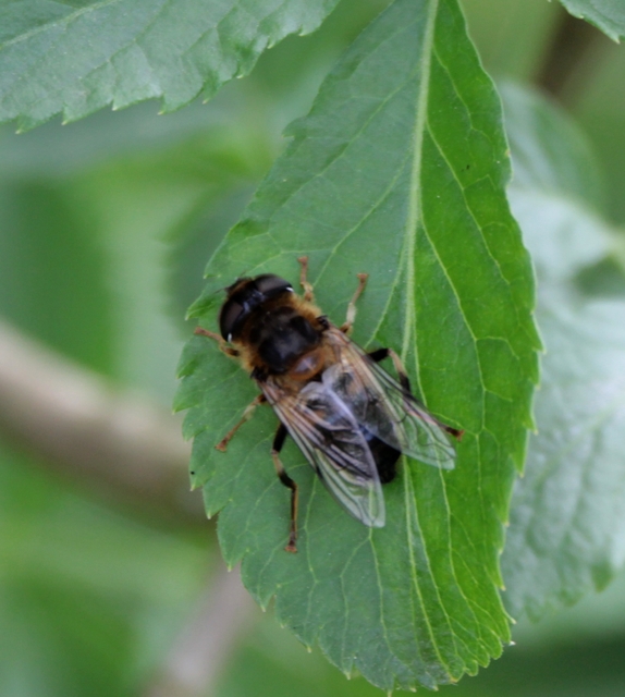 Eristalis
