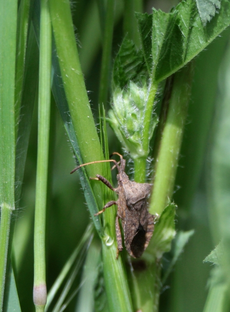 Coreus marginatus - közönséges karimáspoloska