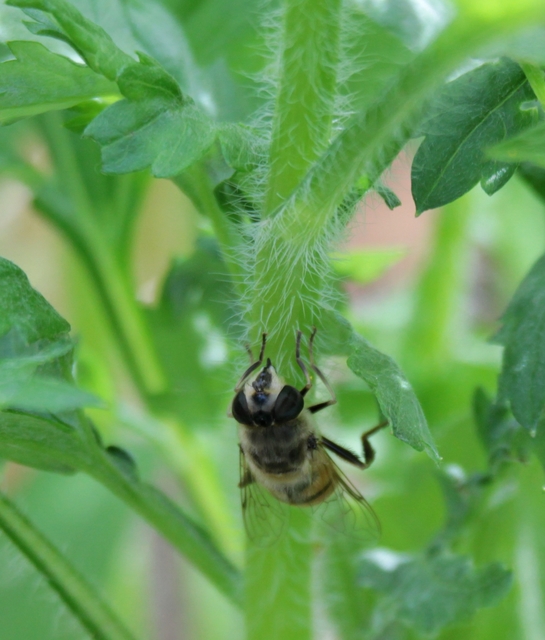 Eristalis tenax - közönséges herelégy