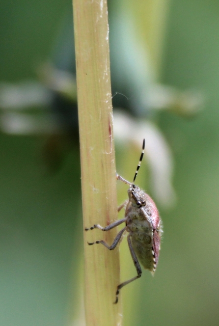 Dolycoris baccarum - közönséges bogyómászó-poloska