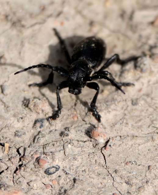 Dorcadion aethiops - fekete gyalogcincér