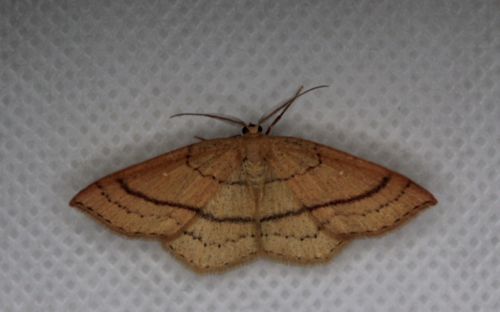Cyclophora linearia - vonalas pettyesaraszoló