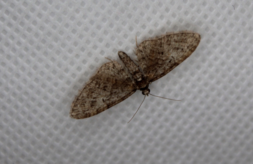 Eupithecia abbreviata - korai törpearaszoló