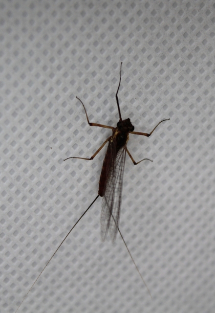 Ephemeroptera - Kérészek