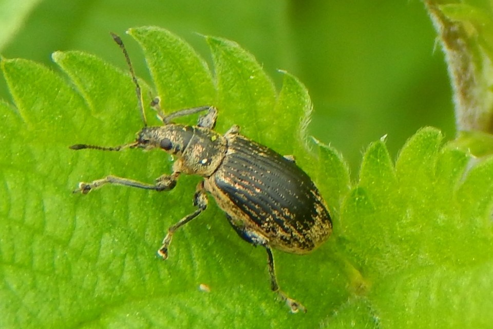 Phyllobius pomaceus - csalán-levélormányos