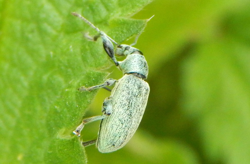 Phyllobius glaucus - éger-levélormányos Phyllobius glaucus - éger-levélormányos