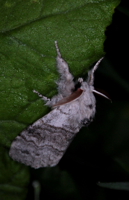 Calliteara pudibunda - hamvasszövő