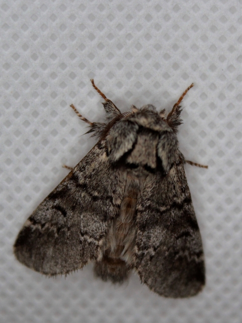 Drymonia ruficornis - cserfa-púposszövő