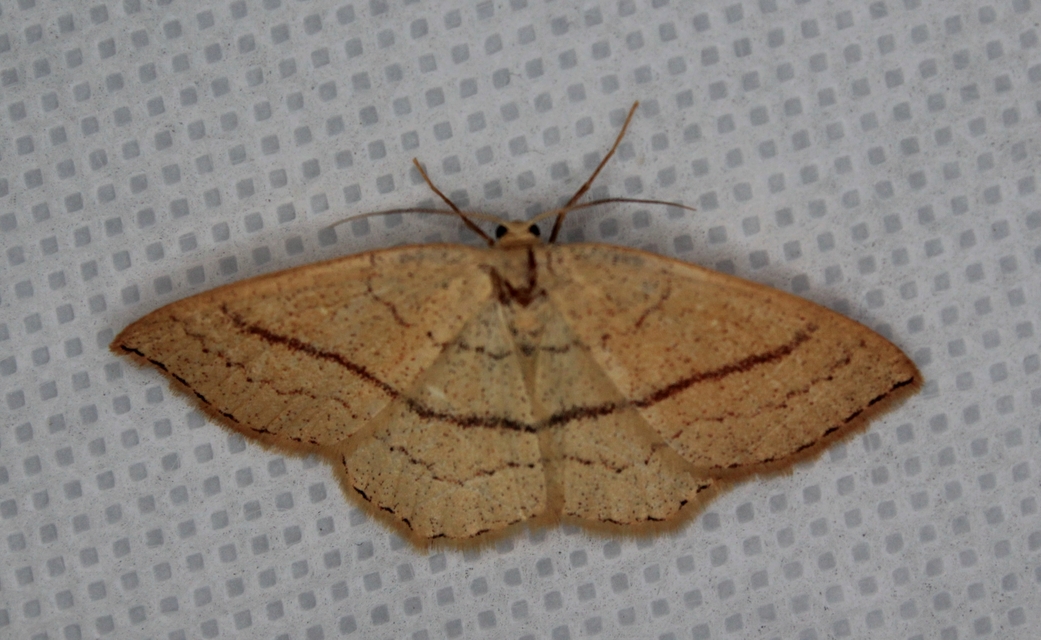 Cyclophora linearia - vonalas pettyesaraszoló