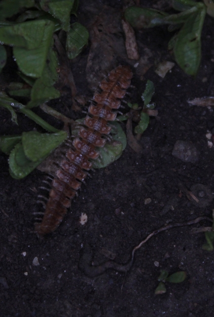 Diplopoda - Ikerszelvényesek