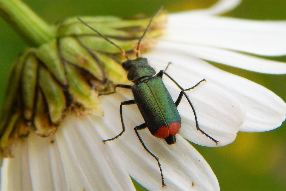 Malachius bipustulatus - kétfoltos bibircsesbogár