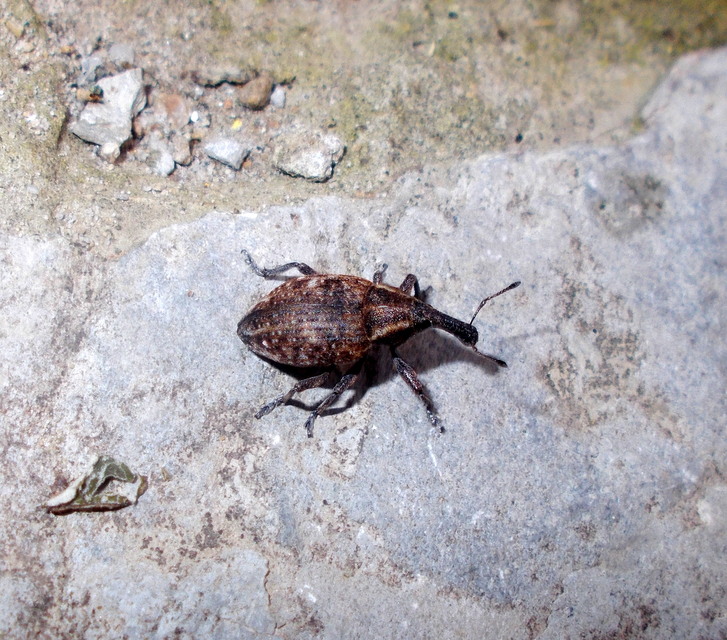 Lepyrus capucinus - pettyes fűzormányos