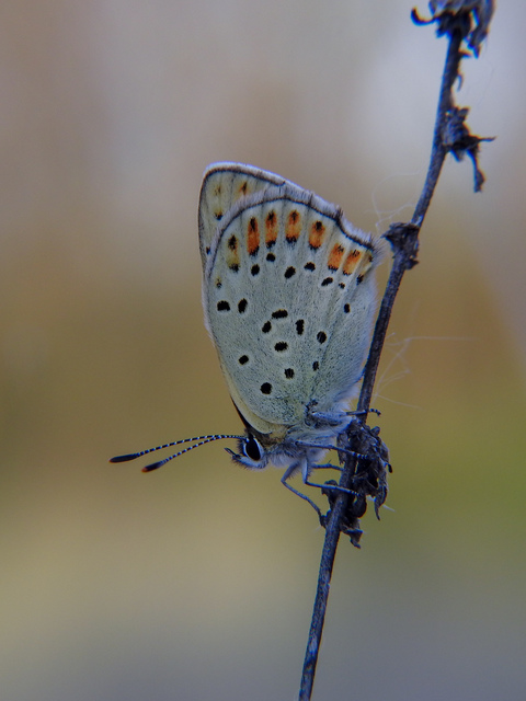 Lycaena tityrus - barna tűzlepke