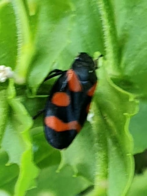 Cercopis sanguinolenta