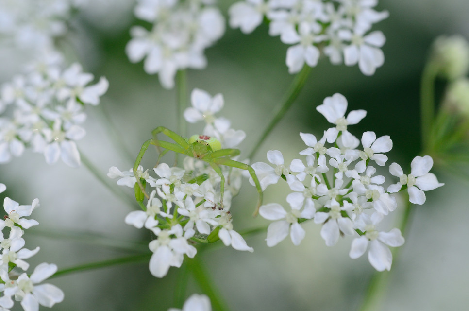 Ebrechtella tricuspidata - alakoskodó karolópók