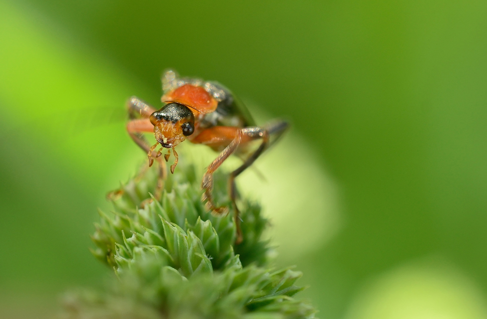 Cantharis livida - mezei lágybogár