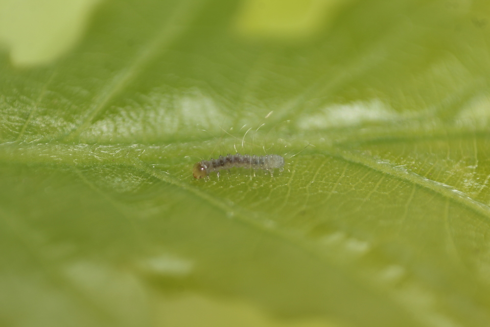 Conistra rubiginea - vörös őszibagoly