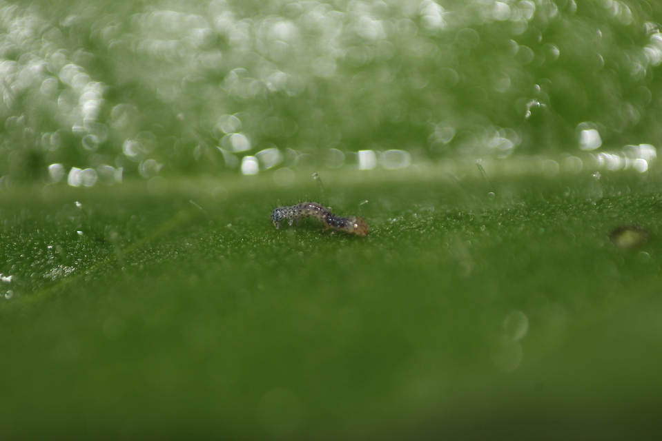 Egira conspicillaris - változékony szürkebagoly