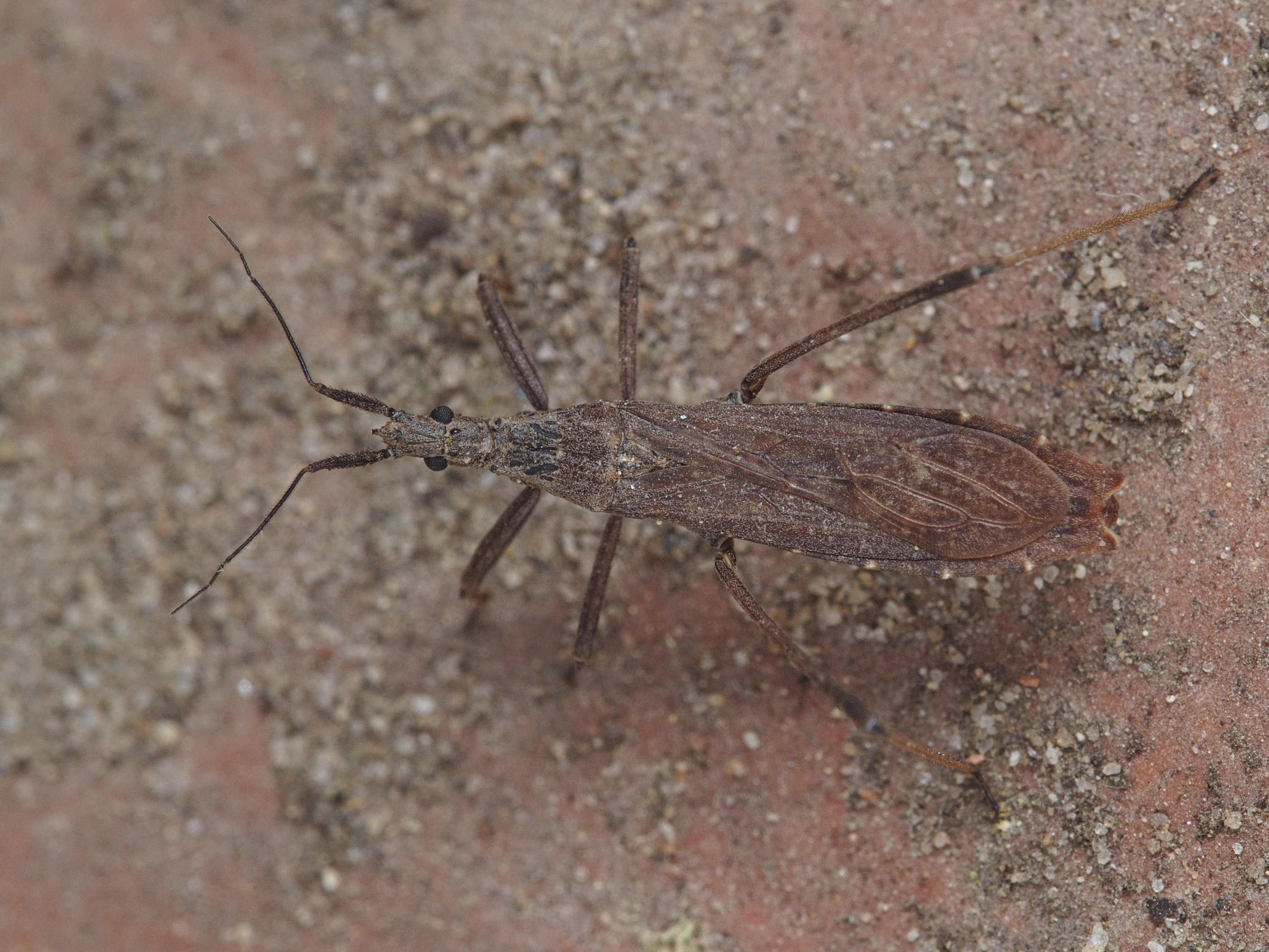Pygolampis bidentata - karcsú rablópoloska