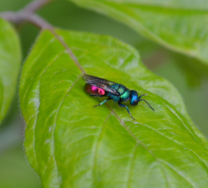 Chrysididae - fémdarazsak