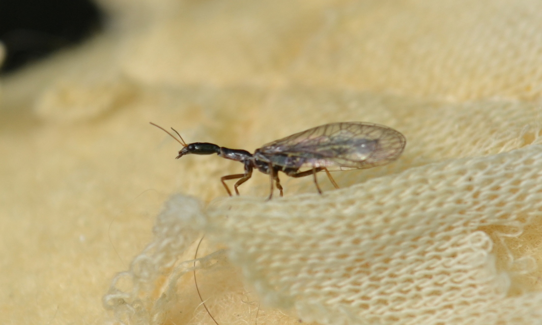 Raphidioptera - Tevenyakú-fátyolkák