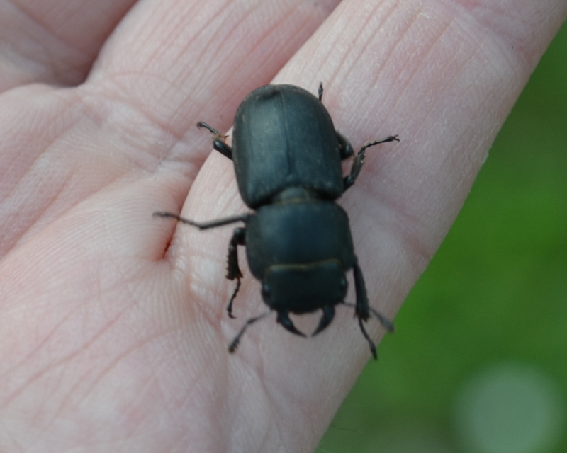 Dorcus parallelipipedus - kis szarvasbogár