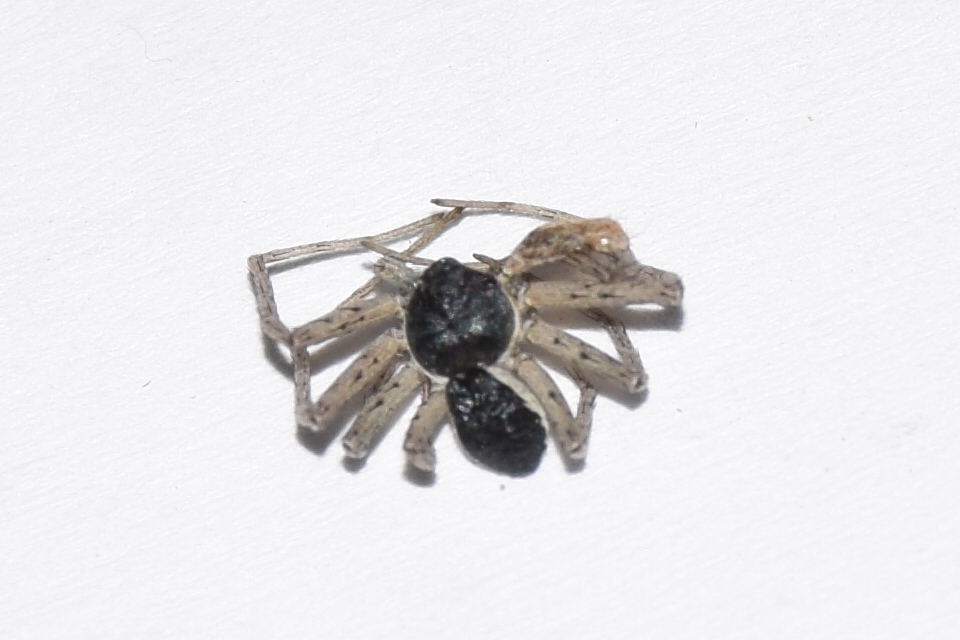 Philodromus dispar - lomb karolópók