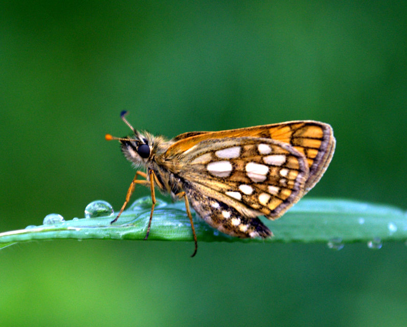 Carterocephalus palaemon - kockás busalepke