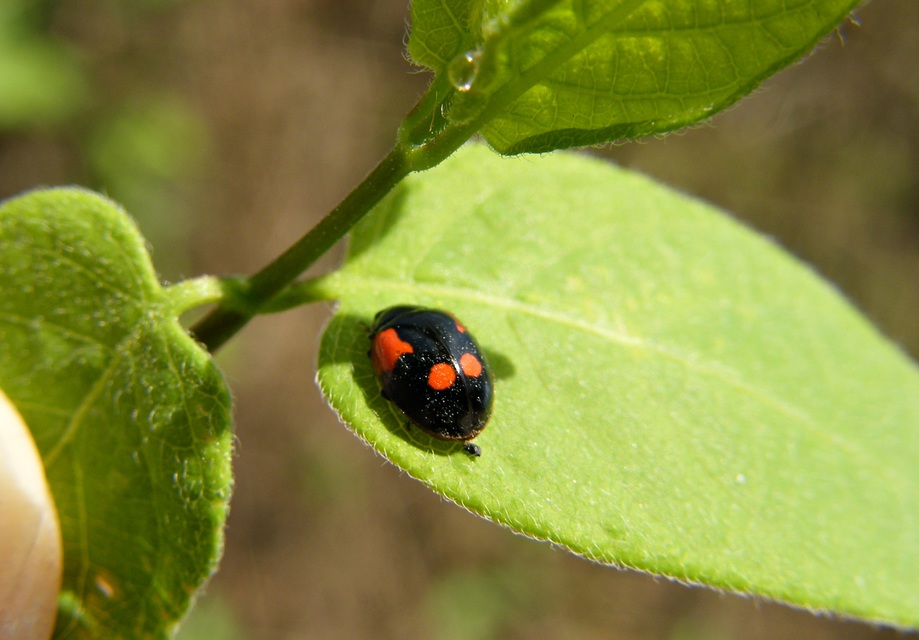 Adalia bipunctata - kétpettyes katica