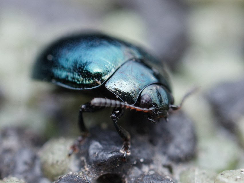 Plagiodera versicolora - törpe fűzlevelész