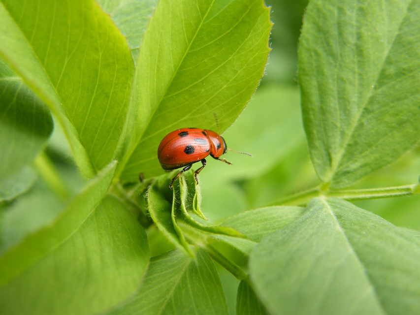 Gonioctena fornicata - közönséges lucernabogár