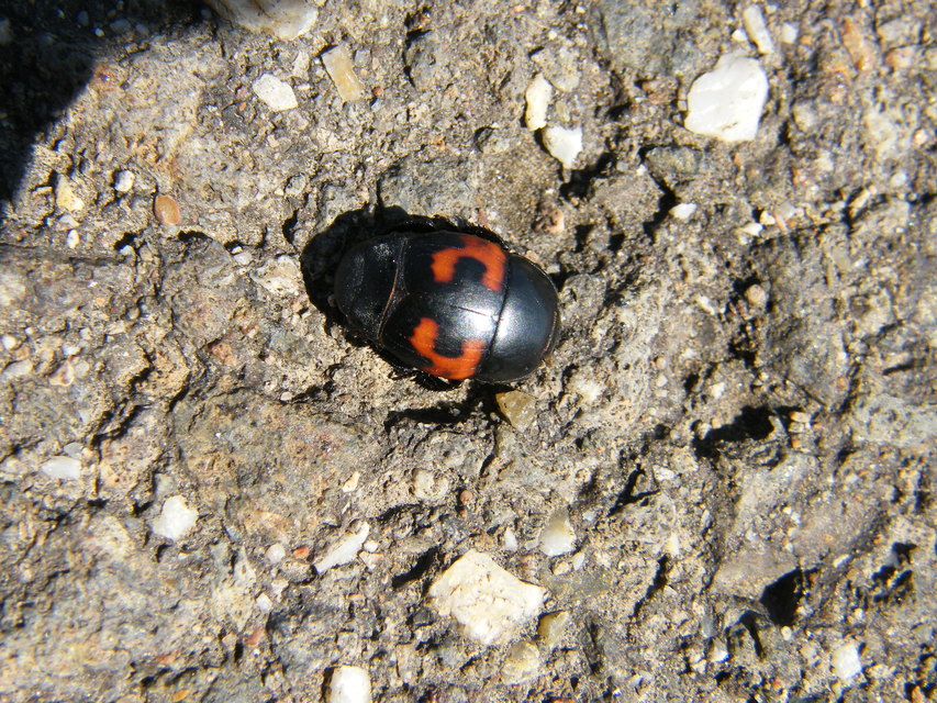 Hister quadrimaculatus - közönséges sutabogár