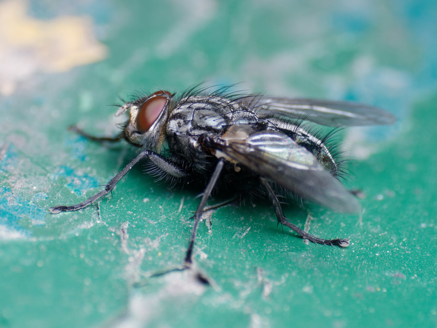 Sarcophagidae - húslégyfélék