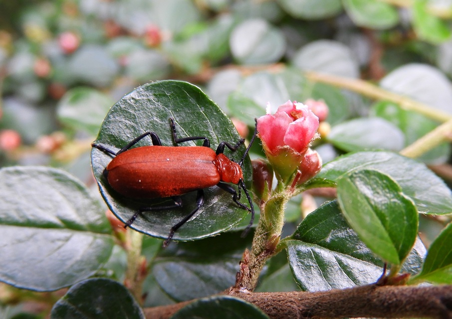 Pyrochroa serraticornis - közép-bíborbogár