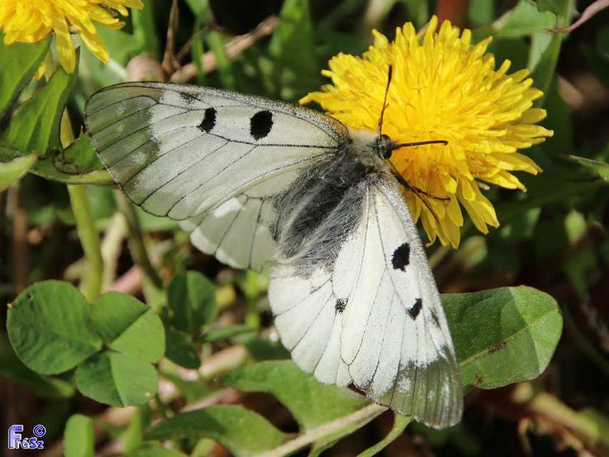 Parnassius mnemosyne - kis apollólepke