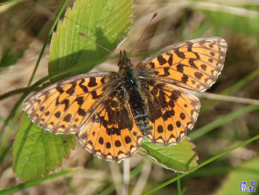 Boloria dia - kis gyöngyházlepke
