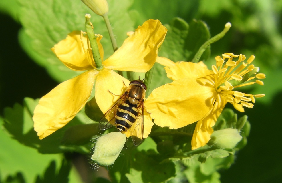 Syrphus