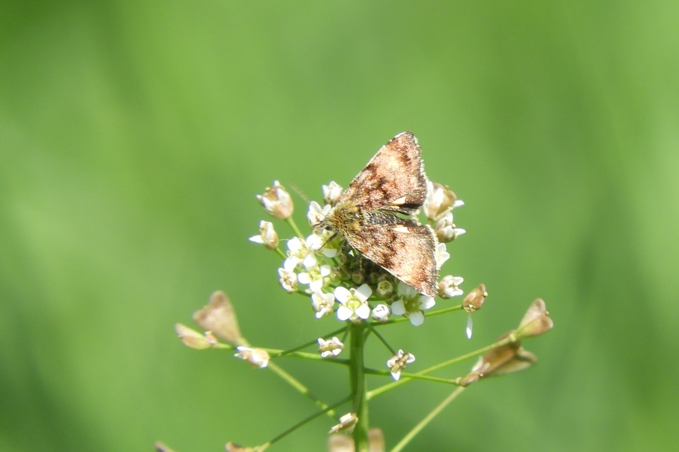 Panemeria tenebrata - apró sárgabagoly