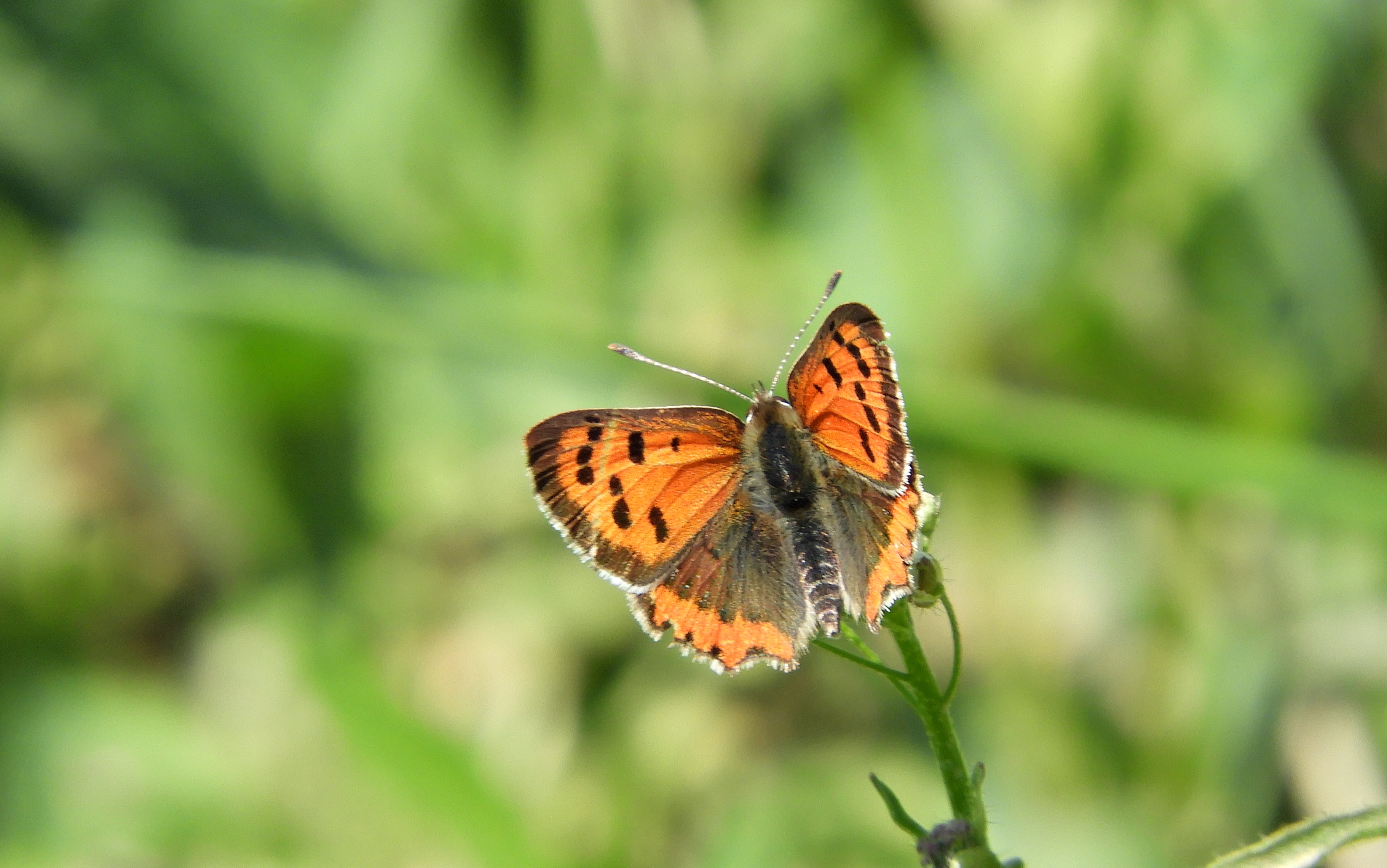 Lycaena phlaeas - közönséges tűzlepke
