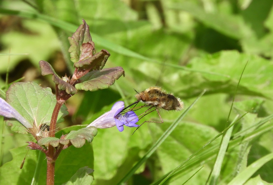 Bombyliinae