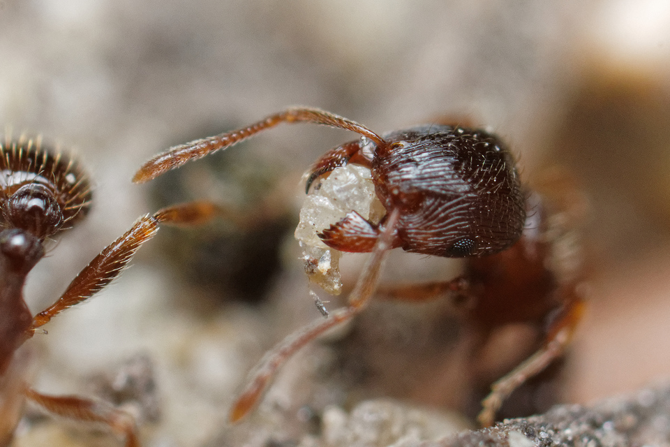 Tetramorium