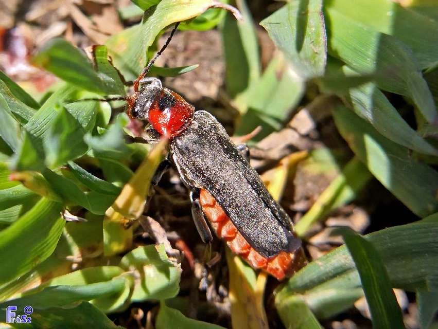 Cantharis fusca - közönséges lágybogár
