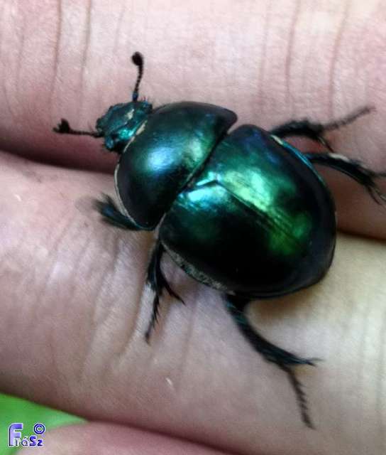 Trypocopris vernalis - tavaszi álganéjtúró