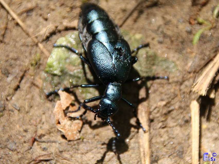Meloe violaceus - kék nünüke
